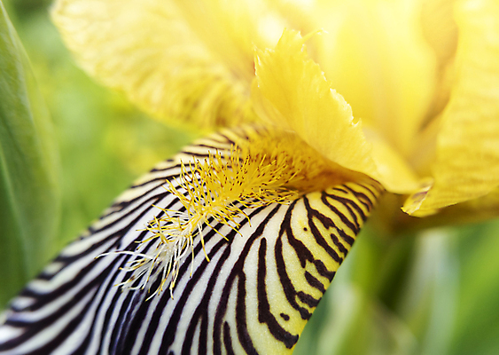 포토 JPG 해외이미지 식물 꽃잎 꽃 백그라운드 꽃무늬 패턴 자연 사람없음 장식 초록색 컬러풀 햇빛 노란색 머리 유행 환경 정원 맑음 검은색 봄 활발 벚꽃 흰색 오픈 신용카드 개화 닫기 묘사 원예 보케 붓꽃 수탉 내추럴 꽃수술 막자 인기 점화 해외포토 계절 컬러 컨셉 무늬 모션 날씨 취미 신체부위 금융 태양 닭 수컷 생태계 파일형식 이미지허브