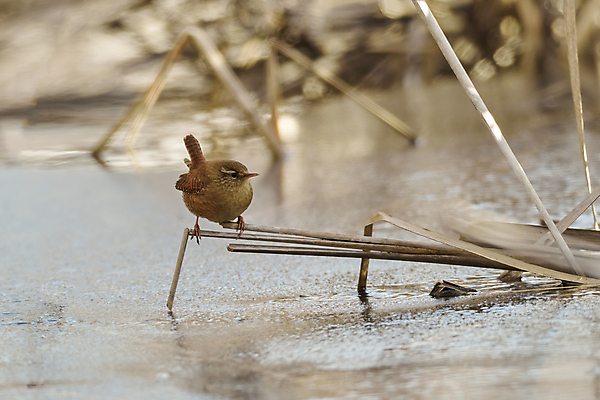 포토 JPG 해외이미지 동물 야생동물 겨울 날개 노래 통신 자연 조류 생물 사람없음 야외 가로 갈색 환경 외침 나뭇가지 관찰 보호 작음 깃털 꼬리 부리 통나무 코믹 아일랜드 서식지 리빙 동물상 자취 해외포토 나무 계절 유럽 음악 컬러 컨셉 모션 조형물 소리 크기 생태계 파일형식 이미지허브