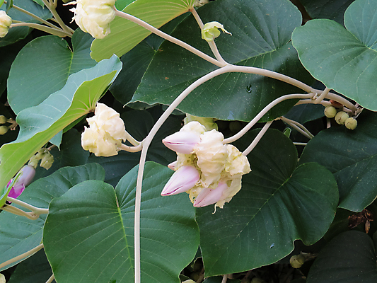 포토 JPG 해외이미지 주간 식물 꽃잎 꽃 백그라운드 잎 꽃무늬 자연 사람없음 야외 초록색 여름 파란색 햇빛 정원 봄 벚꽃 흰색 신선 개화 센터 다발 많음 해외포토 자연요소 계절 컬러 컨셉 무늬 태양 생태계 파일형식 이미지허브