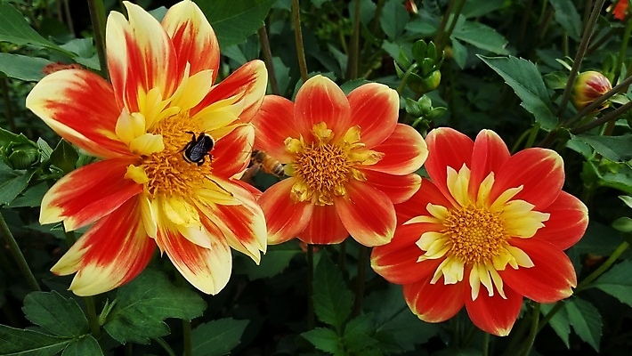 포토 JPG 해외이미지 동물 꽃잎 꽃 곤충 오렌지 자연 사람없음 야외 컬러풀 노란색 벚꽃 개화 벌 달리아 해외포토 식물 컬러 과일 생태계 파일형식 이미지허브