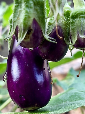 포토 JPG 해외이미지 식물 계절 꽃 음식 잎 농업 다이어트 채소 재료 자연 가지 디저트 건강 사람없음 초록색 여름 정원 보라색 검은색 수확 흰색 물방울 신선 맛 유기농 날것 내추럴 보충 고립 단백질 숙성 채식주의자 세련 비건 해외포토 웰빙 산업 컬러 컨셉 생태계 채식 영양소 파일형식 이미지허브