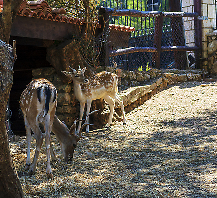 포토 JPG 해외이미지 나무 동물 공원 얼굴 야생동물 포유류 자연 털 뿔 사람없음 야외 울타리 농장 갈색 맑음 자유 시골 귀 새장 내추럴 아기사슴 암사슴 해외포토 식물 공공시설 새끼 컬러 컨셉 농업 날씨 사슴 신체부위 담장 암컷 생태계 케이지 파일형식 이미지허브