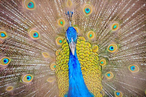 포토 JPG 해외이미지 동물 남자 야생동물 포즈 백그라운드 무지개 패턴 날개 자연 조류 왕관 사랑 사람없음 초록색 파란색 컬러풀 머리 전시 활발 부채 우아함 공작 큼 인도인 깃털 질감 꼬리 부리 장면 보여주기 꿩 동물상 웅장함 해외포토 자연요소 외국인 감정 컬러 컨셉 무늬 모션 사람 동양인 신체부위 조형물 크기 생태계 파일형식 이미지허브