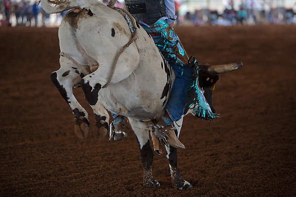 포토 JPG 해외이미지 동물 전통 문화 밧줄 스포츠 포즈 이동 모션 자연 사람없음 달리기 축제 가축 경쟁 경기장 공연 시골 승마 카우보이 승차 위험 가죽 속도 흥분 황소 먼지 로데오 송아지 블러 서쪽 토너먼트 해외포토 감정 줄 새끼 컨셉 스포츠시설 이벤트 소 방향 생태계 파일형식 이미지허브
