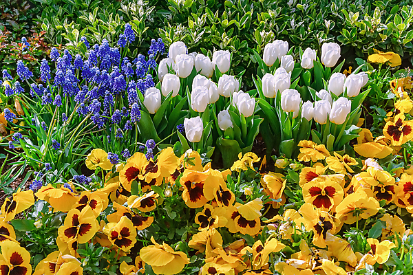 포토 JPG 해외이미지 식물 계절 공원 꽃 꽃무늬 자연 사람없음 야외 가로 환경 정원 봄 튤립 벚꽃 개화 제비꽃 원예 식물원 조경 화단 영원 해외포토 공공시설 무늬 취미 생태계 파일형식 이미지허브