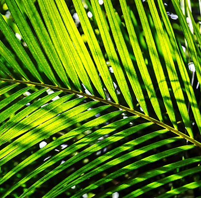 포토 JPG 해외이미지 나무 식물 줄기 백그라운드 잎 패턴 곡선 부분 자연 휴가 휴식 숙이기 손바닥 사람없음 야외 초록색 여름 정원 스파 성장 흰색 나뭇가지 신선 숲 허브 심볼 오브젝트 아치 코코넛 정맥 내추럴 파라다이스 해외포토 손 계절 선 컬러 포즈 컨셉 무늬 과일 생태계 혈관 파일형식 이미지허브