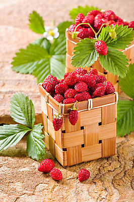 포토 JPG 해외이미지 식물 계절 열매 꽃 음식 잎 과일 딸기 사람없음 여름 바구니 정원 신선 달콤 맛 작음 가득함 유기농 내추럴 숙성 채식주의자 해외포토 웰빙 컨셉 크기 채식 파일형식 이미지허브