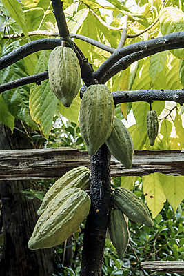 포토 JPG 해외이미지 식물 분홍색 잎 채소 오렌지 과일 재료 자연 콩 건강 씨앗 사람없음 빨간색 초록색 파란색 농작물 농장 노란색 환경 초콜릿 미국 어둠 수확 성장 신선 달콤 열대우림 설탕 유기농 날것 마리아 코코아 남쪽 공화국 꼬투리 밭일 숙성 이국적 카카오 페루 해외포토 웰빙 나라 종교 음료 컬러 북아메리카 농업 디저트 곡류 남아메리카 맛 숲 방향 생태계 파일형식 이미지허브