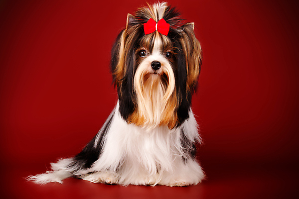 포토 JPG 해외이미지 나무 동물 1 행복 새끼 백그라운드 크리스마스 공 휴가 새로움 털 사람없음 장식 빨간색 반려동물 산타클로스 귀여움 검은색 거울 흰색 개 달콤 강아지 작음 샴페인 요크셔테리어 테리어 연도 활 솜털 송곳니 기르기 비버 삼색 해외포토 식물 기념일 감정 컬러 컨셉 포유류 주류 맛 치아 크기 돌봄 파일형식 이미지허브