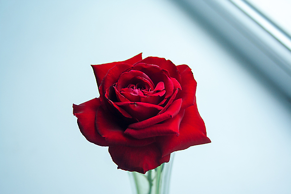 포토 JPG 해외이미지 식물 1 기념일 꽃잎 꽃 백그라운드 꽃무늬 데이트 자연 휴가 발렌타인데이 선물 사랑 사람없음 장식 빨간색 장미 벚꽃 흰색 축하 인사 생일 닫기 정상 이슬 오브젝트 싱글 내추럴 해외포토 감정 컬러 컨셉 무늬 모션 데이이벤트 이벤트 예절 생태계 파일형식 이미지허브