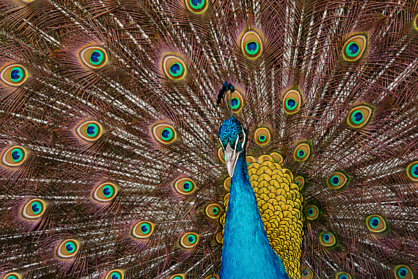 포토 JPG 해외이미지 동물 남자 야생동물 백그라운드 패턴 자연 조류 사람없음 장식 초록색 파란색 컬러풀 머리 활발 펼침 의식 우아함 공작 깃털 묘사 즐거움 질감 꼬리 부리 번짐 보여주기 동물상 터키석 해외포토 감정 컬러 컨셉 무늬 모션 사람 신체부위 조형물 보석 생태계 파일형식 효과 이미지허브