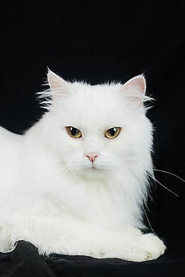 포토 JPG 해외이미지 동물 응시 시선 감정 백그라운드 자연 검은배경 털 사람없음 반려동물 검은색 고양이 우정 흰색 표현 호기심 솜털 수의사 고립 기르기 해외포토 컬러 컨셉 포유류 친구 의사 생태계 돌봄 파일형식 이미지허브