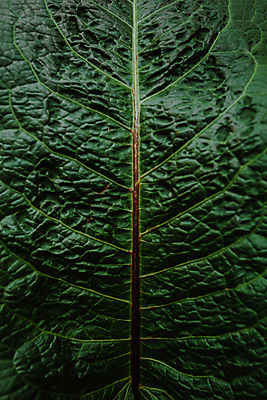 포토 JPG 해외이미지 백그라운드 잎 자연 근접촬영 사람없음 초록색 잎맥 해외포토 식물 뷰포인트 컬러 생태계 파일형식 이미지허브