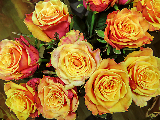 포토 JPG 해외이미지 식물 기념일 꽃잎 꽃 꽃다발 잎 꽃무늬 오렌지 자연 휴가 발렌타인데이 선물 사람없음 장식 초록색 컬러풀 장미 노란색 여러개 봄 벚꽃 축하 인사 생일 우아함 배열 해외포토 계절 컬러 다수 컨셉 무늬 과일 데이이벤트 이벤트 예절 생태계 파일형식 이미지허브