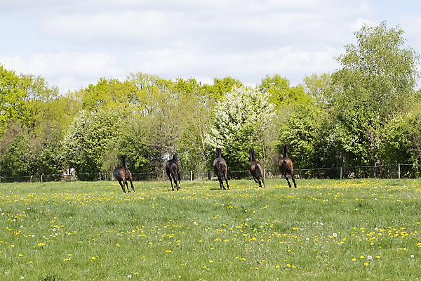 포토 JPG 해외이미지 동물 꽃 야생동물 밭 모션 자연 하늘 풍경 사람없음 야외 초록색 파란색 달리기 농장 갈색 힘 경쟁 봄 목장 자유 시골 승마 군중 속도 갈기 지휘 반항 해외포토 식물 계절 스포츠 컬러 컨셉 농업 사람 생태계 파일형식 이미지허브