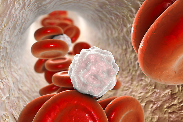 포토 JPG 해외이미지 세포 사람없음 3D 적혈구 혈구 백혈구 해외포토 디지털합성 혈관 파일형식 이미지허브