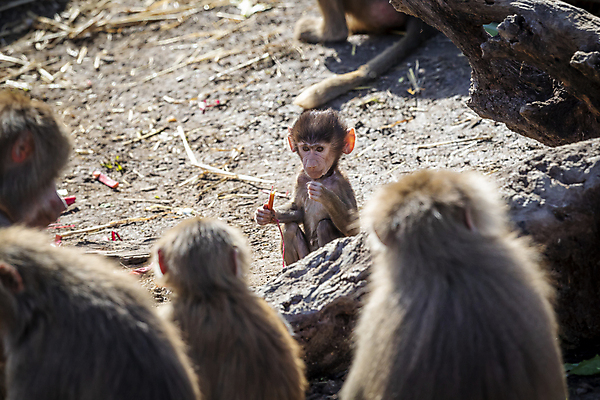 포토 JPG 해외이미지 나무 동물 무기 야생동물 장난 포유류 가족 자연 놀이 휴식 털 사람없음 야외 햇빛 갈색 머리 걷기 산책 원숭이 아기 치아 모피 꼬리 침팬지 해외포토 식물 컬러 컨셉 관계 모션 사람 신체부위 태양 소화기관 생태계 파일형식 이미지허브