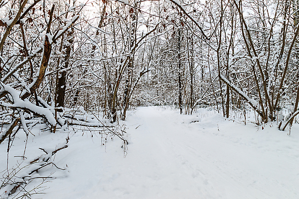 포토 JPG 해외이미지 나무 구름 계절 길 여행 백그라운드 잎 크리스마스 겨울 패턴 자연 하늘 휴가 파노라마 풍경 사람없음 야외 빛 냉동 얼음 추위 덮개 가을 흰색 신선 떨어짐 숲 12월 11월 서리 장면 1월 내추럴 2월 선로 해외포토 자연요소 식물 기념일 컬러 컨셉 무늬 촬영기법 뚜껑 날짜 생태계 파일형식 이미지허브