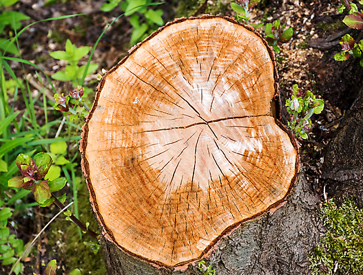 포토 JPG 해외이미지 나무 식물 산업 백그라운드 패턴 부분 자연 사람없음 목재 갈색 환경 반지 원형 숲 낟알 자르기 유기농 질감 통나무 나무껍질 잡동사니 내추럴 삭제 수목 옛날 해외포토 도형 웰빙 컬러 무늬 재료 장신구 모션 껍질 생태계 파일형식 이미지허브