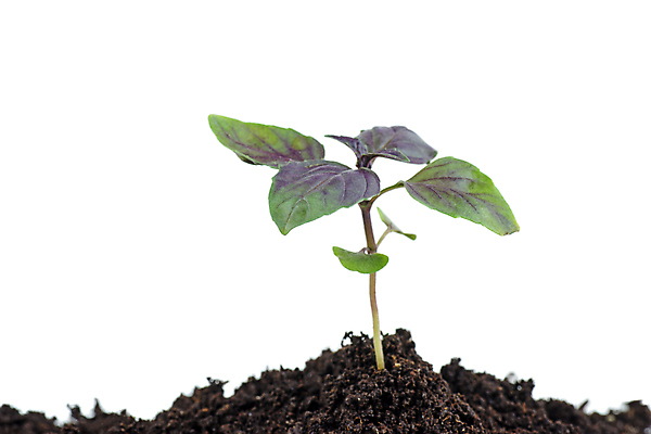 포토 JPG 해외이미지 식물 지구 음식 백그라운드 잎 채소 재료 자연 건강 사람없음 빨간색 초록색 보라색 흙 흰색 나뭇가지 신선 맛 허브 흰배경 유기농 날것 먼지 바질 흙더미 내추럴 고립 채식주의자 생존 비건 해외포토 나무 웰빙 컬러 컨셉 생태계 채식 파일형식 더미 이미지허브