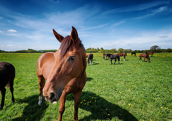 포토 JPG 해외이미지 동물 백그라운드 밭 포유류 자연 하늘 풍경 사람없음 야외 초록색 여름 달리기 농장 갈색 목장 자유 그룹 승마 방목 갈기 망아지 무료 해외포토 계절 새끼 스포츠 컬러 컨셉 농업 모션 말_동물 축산업 생태계 파일형식 이미지허브