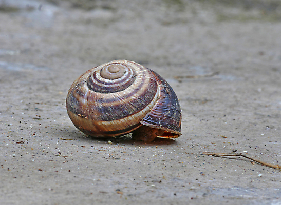 포토 JPG 해외이미지 주간 한마리 사람없음 야외 껍질 땅 달팽이집 숨기 해외포토 자연요소 1 모션 파일형식 이미지허브