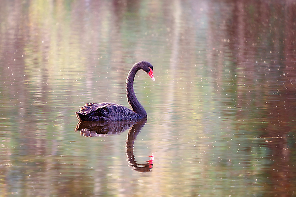 포토 JPG 해외이미지 동물 호수 야생동물 날개 자연 조류 풍경 사람없음 야외 물 빛 강 반사 평화 환경 맑음 수영 침묵 흰색 시골 비행 연못 우아함 깃털 백조 장면 목 내추럴 단아함 해외포토 자연요소 컬러 컨셉 날씨 신체부위 소리 수상스포츠 생태계 파일형식 이미지허브