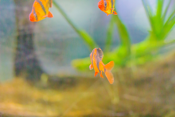 포토 JPG 해외이미지 동물 디자인 호수 음식 스포츠 백그라운드 다이어트 가족 자연 낚시 연체동물 종류 어류 사람없음 물 반려동물 강 수중 수영 흰색 신선 잡기 호랑이 은색 큼 꼬리 탱크 치수 지느러미 수족관 잉어 민물 해외포토 자연요소 컬러 포유류 관계 모션 레저 무척추동물 건강 수중동물 수상스포츠 크기 생태계 파일형식 이미지허브