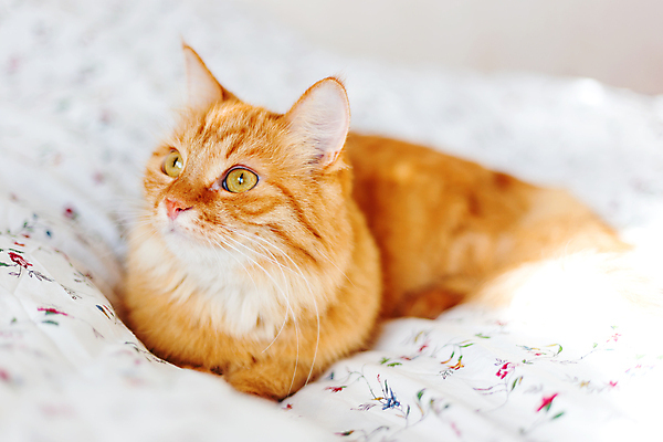 포토 JPG 해외이미지 한마리 실내 사람없음 반려동물 햇빛 고양이 이불 침대 낮잠 시트 반려묘 해외포토 동물 1 가구 포유류 침구 내부 태양 잠 파일형식 이미지허브