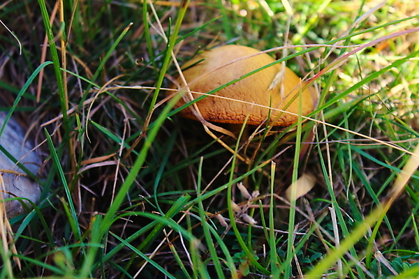 포토 JPG 해외이미지 식물 잎 자연 산 풍경 사람없음 초록색 갈색 마을 맑음 버섯 가을 보스니아 진짜 해외포토 계절 컬러 날씨 생태계 파일형식 이미지허브