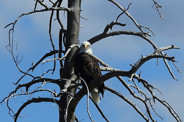 포토 JPG 해외이미지 주간 나무 야생동물 사람없음 야외 독수리 흰머리독수리 해외포토 자연요소 식물 동물 조류 파일형식 이미지허브