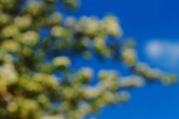 포토 JPG 해외이미지 나무 식물 공원 꽃잎 꽃 백그라운드 잎 꽃무늬 과일 자연 벽지 하늘 추상 사람없음 야외 아웃포커스 초록색 정원 봄 성장 벚꽃 흰색 나뭇가지 신선 개화 4월 5월 원예 내추럴 블러 해외포토 계절 공공시설 컬러 무늬 촬영기법 취미 날짜 생태계 파일형식 이미지허브