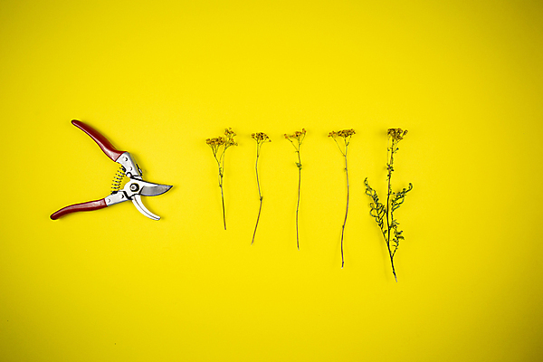 포토 JPG 해외이미지 나무 식물 동물 디자인 계절 꽃 백그라운드 자연 조류 사람없음 빨간색 초록색 노란색 정원 검은색 봄 벚꽃 흰색 내추럴 고립 해외포토 컬러 생태계 파일형식 이미지허브