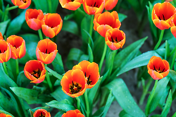 포토 JPG 해외이미지 잎 사람없음 야외 햇빛 정원 주황색 봄 튤립 해외포토 식물 계절 꽃 컬러 태양 파일형식 이미지허브