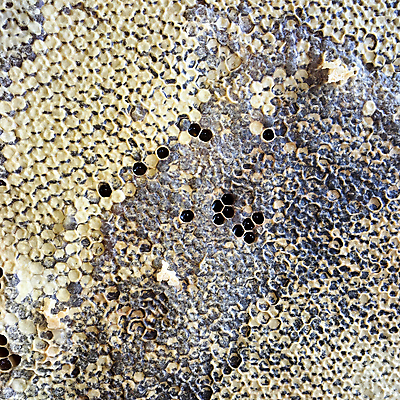 포토 JPG 해외이미지 모양 동물 라이프스타일 음식 곤충 백그라운드 패턴 자연 프레임 세포 사람없음 약 노란색 머리빗 업무 황금 달콤 꿀벌 벌 묘사 질감 바쁨 꽃가루 육각형 꿀 고무 여왕 벌집 내추럴 고립 밀랍 양봉 양봉장 어려움 왁스 진짜 폴리곤 해외포토 도형 컬러 무늬 의학 생활 미용용품 작업 맛 벌_곤충 가루 생태계 파일형식 이미지허브