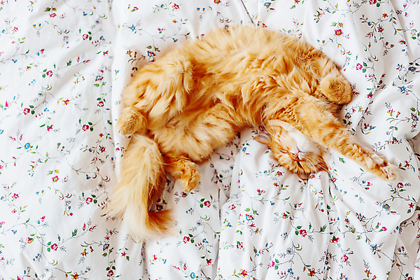 포토 JPG 해외이미지 한마리 실내 사람없음 반려동물 햇빛 고양이 이불 침대 낮잠 시트 반려묘 해외포토 동물 1 가구 포유류 침구 내부 태양 잠 파일형식 이미지허브