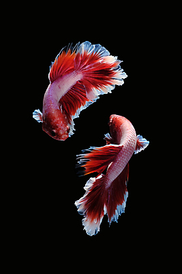 포토 JPG 해외이미지 동물 남자 얼굴 클리핑패스 분홍색 포즈 백그라운드 이동 2 모션 벽지 어류 미술 사람없음 빨간색 물 컬러풀 검은색 수영 분노 흰색 의식 고급 우아함 자르기 싸움 각도 대리석 모음 라벤더 고립 이국적 해외포토 자연요소 꽃 감정 컬러 컨셉 재료 문화예술 사람 한글 신체부위 수중동물 수상스포츠 허브 파일형식 이미지허브