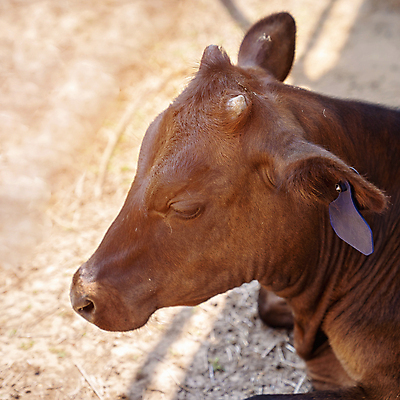 포토 JPG 해외이미지 동물 산업 음식 농업 비즈니스 포유류 실내 종류 육류 사람없음 반려동물 농장 갈색 농사 가축 목장 소고기 시골 그룹 소 호주 볏짚 주식 먹기 생태계 헛간 내추럴 송아지 외양간 기르기 밭일 수유 많음 해외포토 새끼 컬러 컨셉 식재료 모션 내부 금융 오세아니아 짚 저장고 돌봄 파일형식 이미지허브