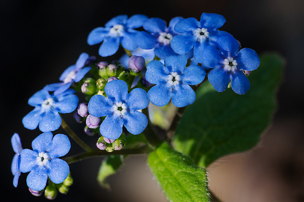 포토 JPG 해외이미지 식물 계절 공원 꽃잎 꽃 잎 꽃무늬 자연 사람없음 야외 환경 정원 봄 성장 벚꽃 신선 개화 닫기 관목 생태계 원예 화단 내추럴 영원 해외포토 나무 공공시설 무늬 모션 취미 파일형식 이미지허브