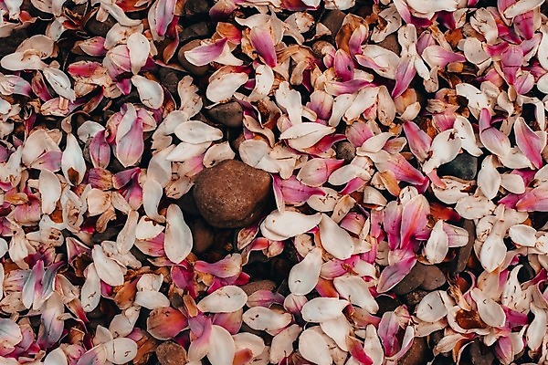 포토 JPG 해외이미지 식물 디자인 꽃잎 꽃 선 분홍색 컨셉 잎 꽃무늬 자연 표면 휴식 건강 사람없음 치료 약 쌓기 평화 보라색 스파 화목 침묵 화장품 회색 조약돌 마사지 원형 난초 고급 순수 묘사 명상 질감 심플 아로마 아로마테라피 테라피 강렬 구성 돌봄 해외포토 도형 컬러 무늬 의학 모션 뷰티 소리 돌_바위 생태계 파일형식 이미지허브