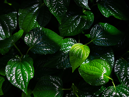 포토 JPG 해외이미지 나무 식물 계절 음식 백그라운드 컨셉 잎 패턴 농업 채소 재료 태국 자연 벽지 건강 요리 사람없음 야외 초록색 빛 환경 정원 봄 성장 신선 허브 유기농 질감 내추럴 채식주의자 해외포토 웰빙 산업 아시아 컬러 무늬 생태계 채식 파일형식 이미지허브