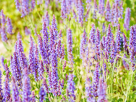 포토 JPG 해외이미지 백그라운드 자연 사람없음 보라색 봄 풀잎 화려 세이지꽃 해외포토 계절 꽃 컬러 컨셉 잎 풀_식물 생태계 파일형식 이미지허브
