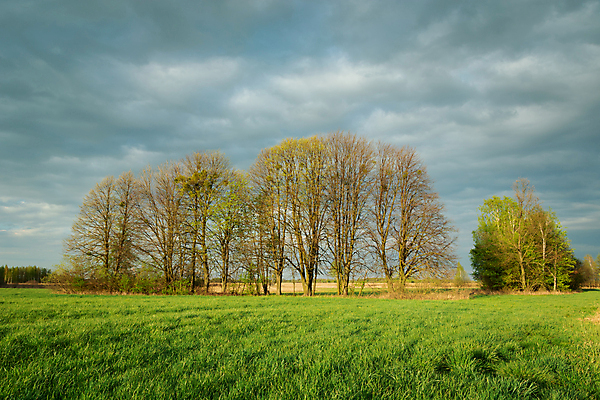 포토 JPG 해외이미지 나무 식물 구름 계절 여행 백그라운드 밭 농업 자연 하늘 날씨 풍경 사람없음 야외 목재 초록색 여름 파란색 농장 농경지 환경 봄 회색 시골 땅 장면 내추럴 수평선 해외포토 자연요소 산업 컬러 재료 생태계 파일형식 이미지허브