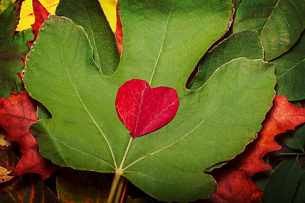 포토 JPG 해외이미지 나무 식물 계절 공원 백그라운드 단풍 잎 패턴 오렌지 자연 추상 사람없음 빨간색 컬러풀 갈색 노란색 활발 수확 가을 하트 황금 떨어짐 숲 질감 10월 내추럴 해외포토 모양 공공시설 컬러 컨셉 무늬 농업 과일 날짜 생태계 파일형식 이미지허브