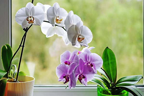 포토 JPG 해외이미지 식물 꽃 화초 분홍색 잎 꽃무늬 창문 자연 주택 실내 취미 사람없음 내부 장식 초록색 정원 보라색 성장 벚꽃 가을 흰색 나뭇가지 개화 난초 냄비 꽃집 제비꽃 원예 호접란 내추럴 돌봄 심기 이국적 해외포토 나무 계절 컬러 무늬 모션 건물 상점 솥 생태계 파일형식 이미지허브