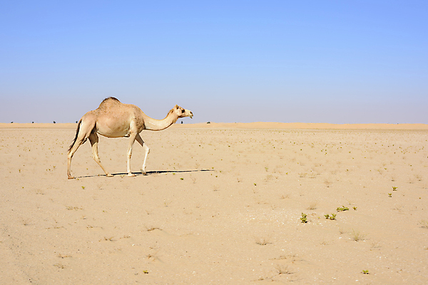 포토 JPG 해외이미지 주간 한마리 풍경 사람없음 야외 사막 낙타 두바이 해외포토 자연요소 1 포유류 아랍에미리트 파일형식 이미지허브
