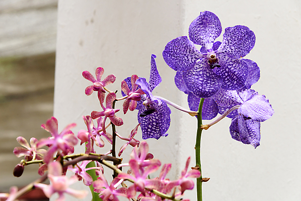 포토 JPG 해외이미지 꽃잎 꽃 줄기 분홍색 잎 씨앗 사람없음 빨간색 초록색 정원 보라색 난초 꽃집 식물원 2015년 라일락 꽃수술 스리랑카 해외포토 식물 아시아 컬러 상점 연도 파일형식 이미지허브