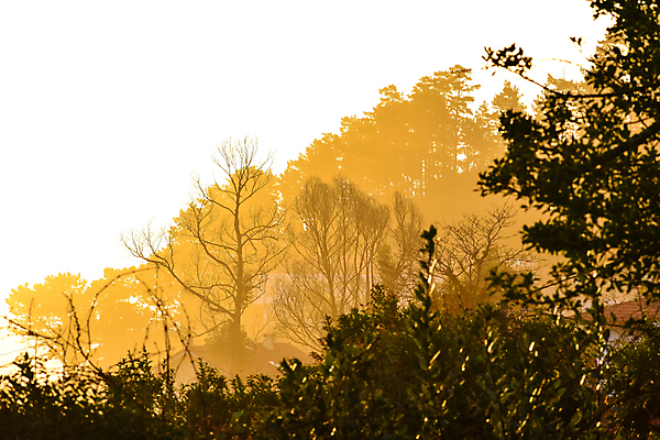 포토 JPG 해외이미지 나무 식물 계절 공원 잎 오렌지 자연 하늘 아침 풍경 사람없음 야외 목재 여름 빛 햇빛 태양 노란색 일출 맑음 일몰 새벽 안개 광선 가을 시골 황금 숲 장면 내추럴 삼림지대 해외포토 주간 자연요소 공공시설 컬러 과일 재료 날씨 노을 생태계 파일형식 이미지허브