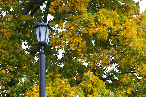 포토 JPG 해외이미지 나무 식물 계절 공원 백그라운드 단풍 잎 자연 풍경 사람없음 야외 초록색 빛 노란색 환경 금속 정원 가을 등불 램프 황금 소프트포커스 9월 11월 철 10월 철강 스타일 카피스페이스 해외포토 공공시설 컬러 재질 조명 촬영기법 공백 날짜 생태계 파일형식 이미지허브
