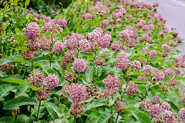 포토 JPG 해외이미지 식물 꽃 분홍색 자연 사람없음 초록색 강 컬러풀 보라색 들꽃 벚꽃 흰색 개화 영원 우크라이나 해외포토 유럽 컬러 생태계 파일형식 이미지허브